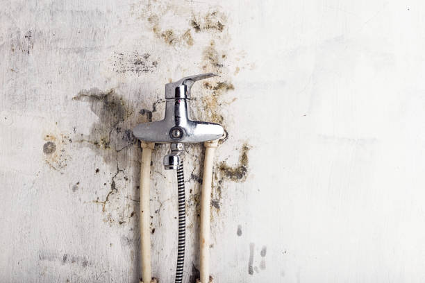 Office Mold Removal Services in La Porte, IN
